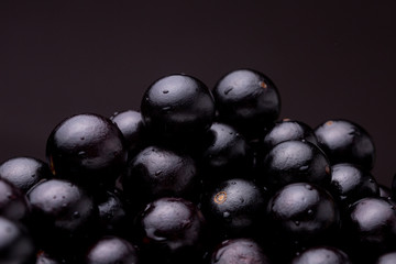Macro shot of fresh shiny Jaboticaba reddish-black berry fruit lit from above against a dark background