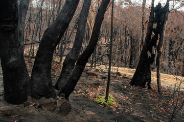 Australian bushfires aftermath: eucalyptus trees recovering after severe fire damage. Eucalyptus can survive and re-sprout from buds under their bark or from a lignotuber at the base of the tree.