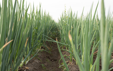 Fototapeta premium Green Chinese onion crops in growth at field