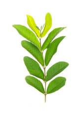 Tropical leaves foliage plant bush floral arrangement nature backdrop isolated on white background, clipping path included.