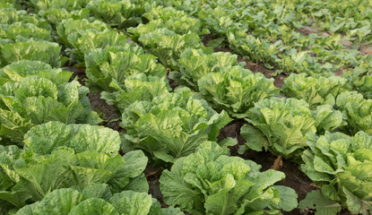 Chinese cabbage crops growing at field
