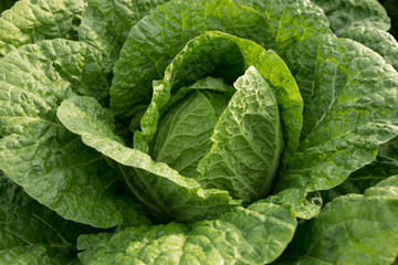 Obraz premium Chinese cabbage crops growing at field