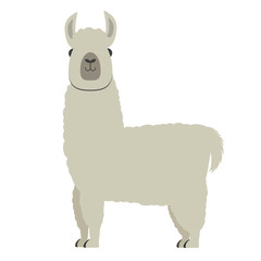 cute fluffy alpaca or llama isolated on white background vector illustration