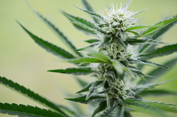 Beautiful flowering marijuana plant. Cannabis plant in flower. Natural medicine, higher healing. Cannabis industry, organic farming. Hemp buds, growing marijuana. Weed in bloom, outdoor lighting