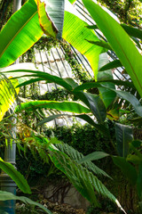 General shot of tropical vegetation inside a vertical greenhouse, Madrid, Spain, Europe