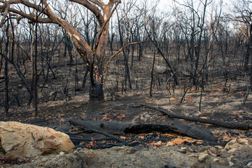Australian bushfire aftermath: burnt eucalyptus trees suffered from firestorm