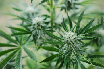 Beautiful flowering marijuana plant. Cannabis plant in flower. Natural medicine, higher healing. Cannabis industry, organic farming. Hemp buds, growing marijuana. Weed in bloom, outdoor lighting