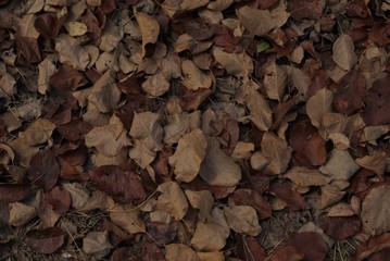 autumn leaves are brown and brown