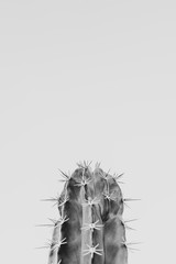 Cacti | A spikey series