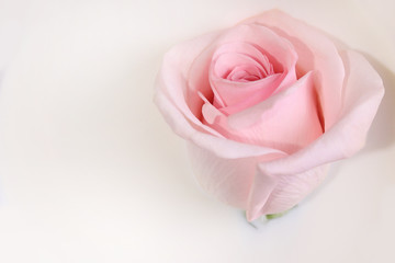 delicate pink rose in milk 