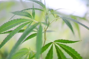 Calming, airy abstract photo of hemp plant. Soft focus, natural lighting with macro lens. Lush green, organic farming. Medical marijuana plant growing outside. 