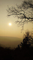 Tree branch in sunset warm tones