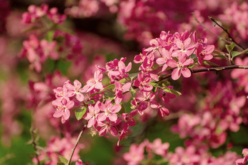 Red apple blossoms