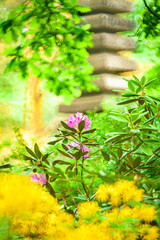Japanese garden with pagoda and rhododendrons.