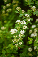 Top view of a white flowering spirea branch on a background of blurred green leaves in circles.