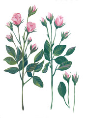 Spray rose is a botanical illustration in gouache. Graceful twigs with buds on a white background. Design for postcards, posters, interior decoration, packaging, flower shop and books.