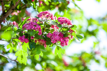 Amazing PINK hawthorn blooms in the park. Latin Crataegus
