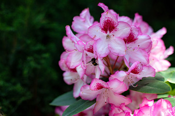 the beauty of nature in the Botanical Garden in Moscow