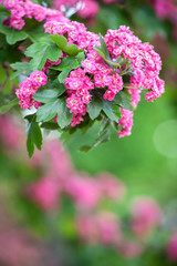 Amazing PINK hawthorn blooms in the park. Latin Crataegus