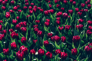 Close up of blooming flowerbeds of blossoming tulips during spring. One of the world's largest flower gardens in Lisse, the Netherlands.