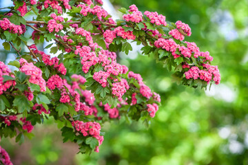 Amazing PINK hawthorn blooms in the park.