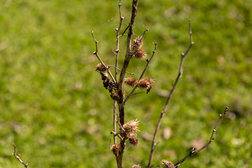 seeds of Acanthospermum australe