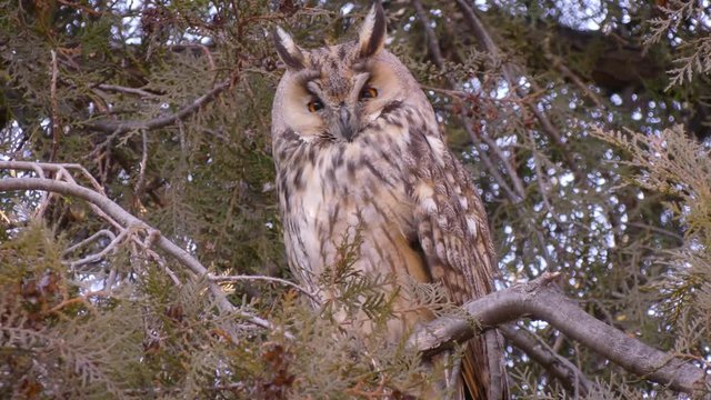 Long-eared owls (Asio otus) do not fly to the south. They winter in Europe, in cities and villages. They sleep in trees during the day, and hunt at night.