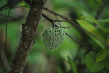 Sugar apple on tree