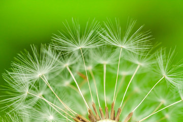 macro photo of the dandelion parachute