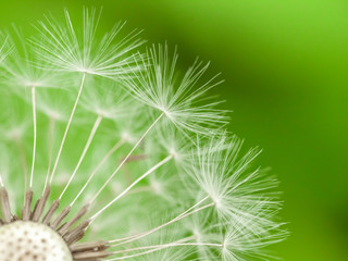 dandelion seeds (parachutes) on a light green background. Nature and eco-concept. natural tenderness.