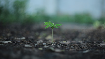young plant in soil