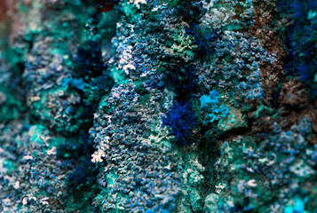  Blue tree bark in detail