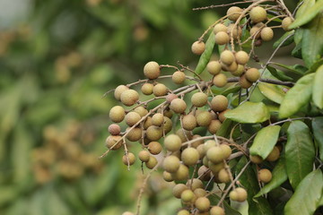 Longan on the tree