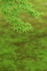 Fototapeta premium Green maple leaf. Natural background