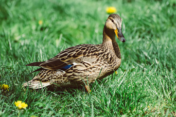 Single brown duck