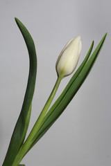 Single tulip isolated on white grey background. Flowers concept. Spring, women or mothers day, green leaves, vertical