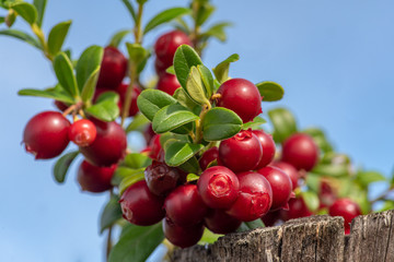 Lingon berry sprigs filled with red berries ready to harvest