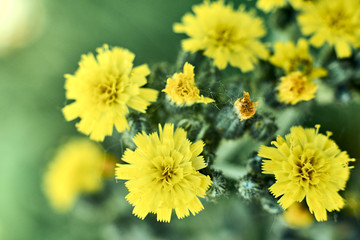 Yellow wildflowers on a green background.