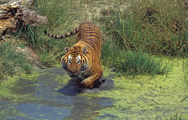 TIGRE DU BENGALE panthera tigris tigris