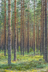 Obraz premium Sun shining on a beautiful pine forest in Sweden