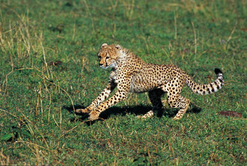 GUEPARD acinonyx jubatus