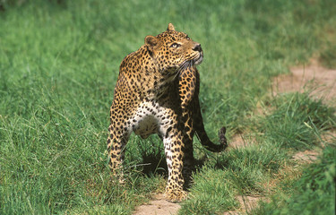 PANTHERE LEOPARD panthera pardus