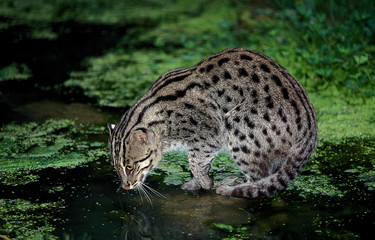 CHAT PECHEUR prionailurus viverrinus