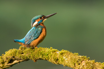 Kingfisher sitting on the branch, Common kingfisher (Alcedo atthis), Slovakia