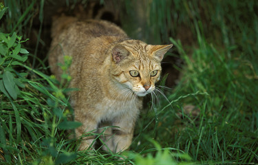 CHAT SAUVAGE D'EUROPE felis silvestris