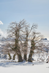 Frozen icy oak tree in the snow, rocks and bright sun in Sierra de las Nieves
