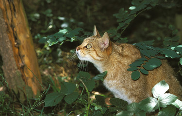 CHAT SAUVAGE D'EUROPE felis silvestris © slowmotiongli