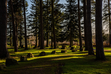 Fototapeta premium wood lands