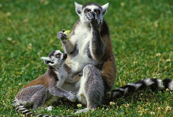 MAKI CATTA lemur catta