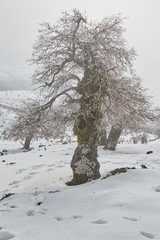 Fototapeta na wymiar Frozen icy oak tree in the snow, rocks and bright sun in Sierra de las Nieves